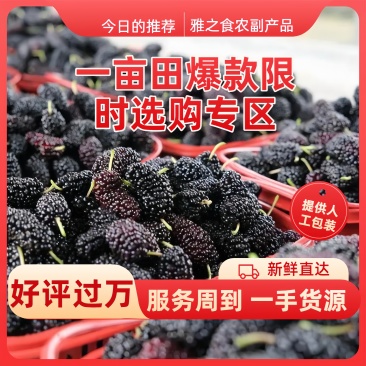 【荐】桑葚冻桑葚现发全程冷链凉山州德昌县桑葚一手货源硬桑