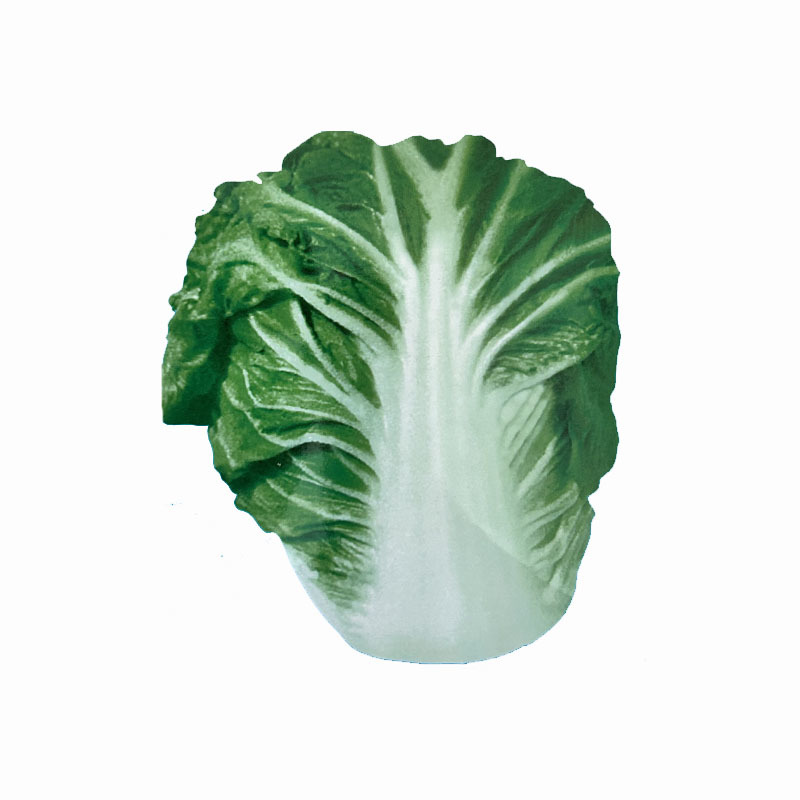 夏秋季白菜种子贵龙五号超夏阳耐热耐湿抗病菜地基地