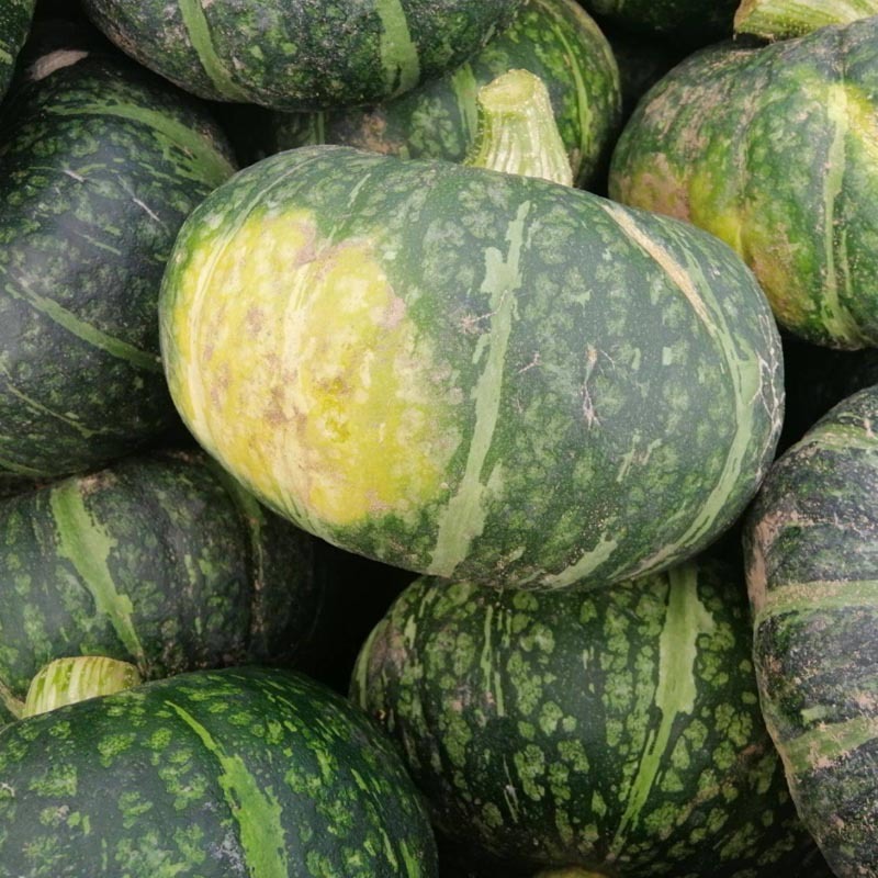 日本板栗南瓜种子节瓜多肉厚粉干面香甜蜜本产量高菜农种