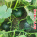 日本板栗南瓜种子节瓜多肉厚粉干面香甜蜜本产量高菜农种