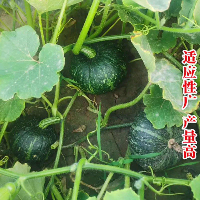 日本板栗南瓜种子节瓜多肉厚粉干面香甜蜜本产量高菜农种
