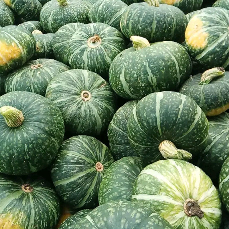 日本板栗南瓜种子节瓜多肉厚粉干面香甜蜜本产量高菜农种