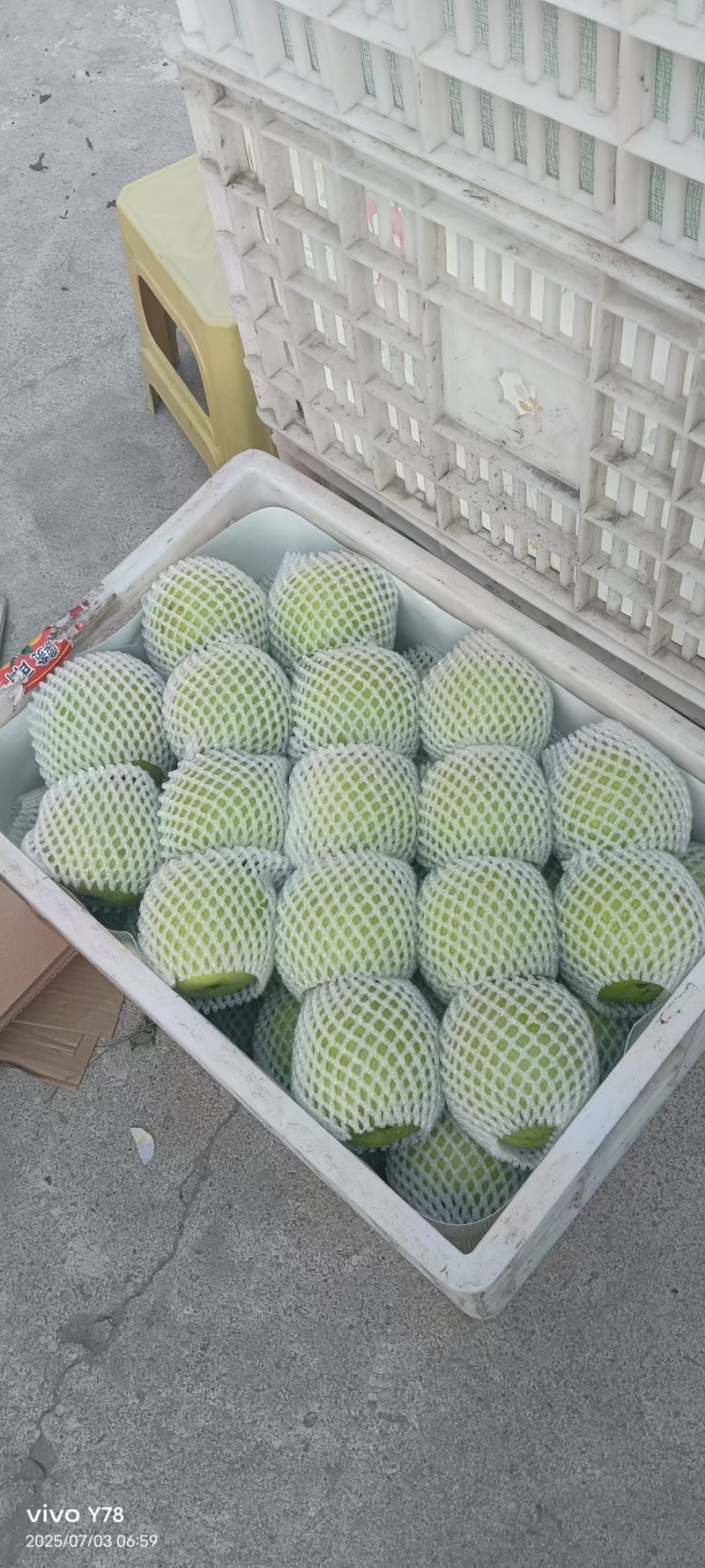 砀山皇冠梨大量现货供应，品质好糖度高价格低，可视频看货