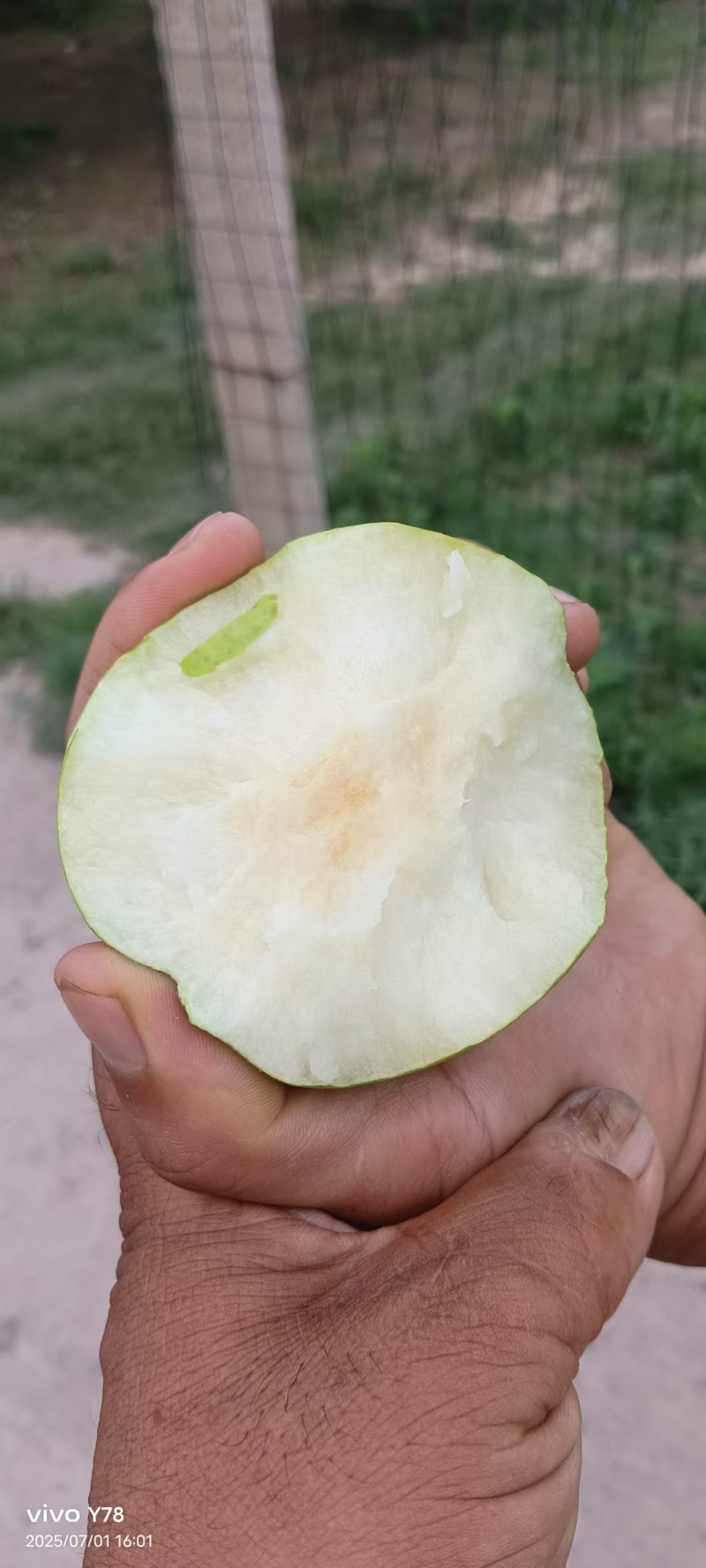 砀山皇冠梨大量现货供应，品质好糖度高价格低，可视频看货
