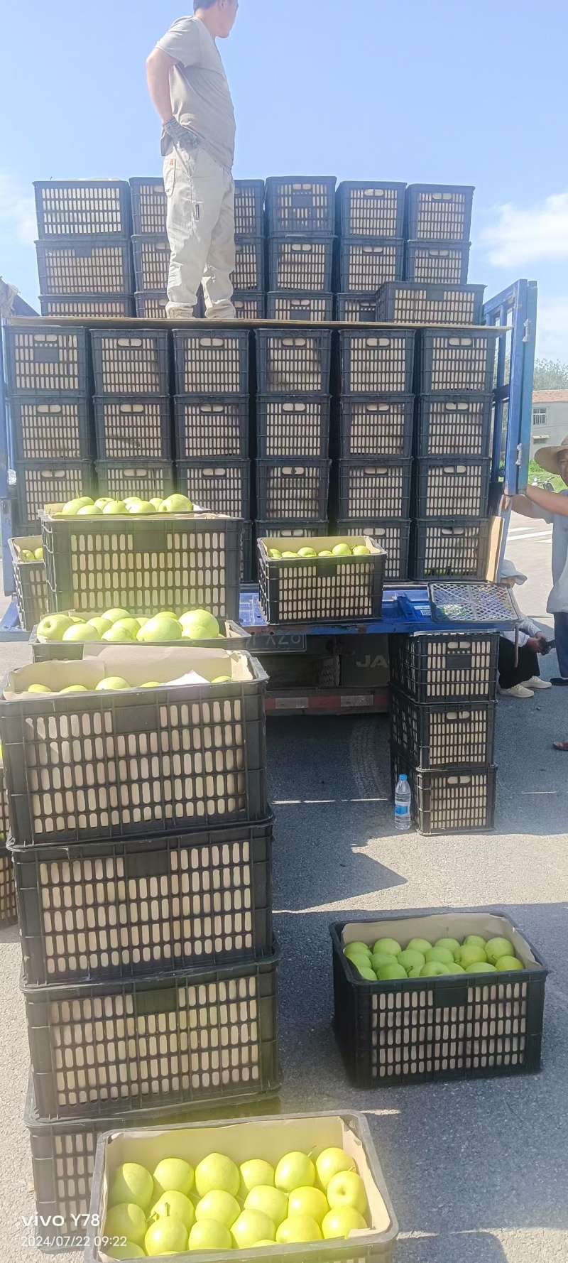 皇冠梨砀山梨一手货源现摘现发规格齐全，对接电商市场批发商