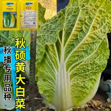 秋硕黄心大白菜种子芯叶嫩黄大白菜种子大田基地种植
