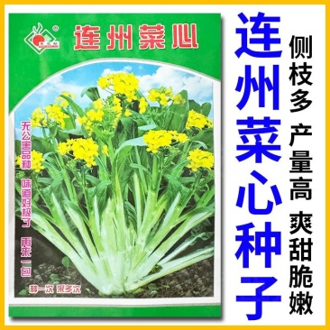 连州菜心种子广东甜菜心种子多芽甜脆白菜苔种子秋冬种植