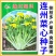 连州菜心种子广东甜菜心种子多芽甜脆白菜苔种子秋冬种植