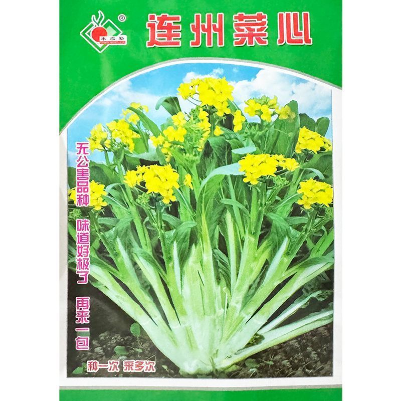 连州菜心种子广东甜菜心种子多芽甜脆白菜苔种子秋冬种植