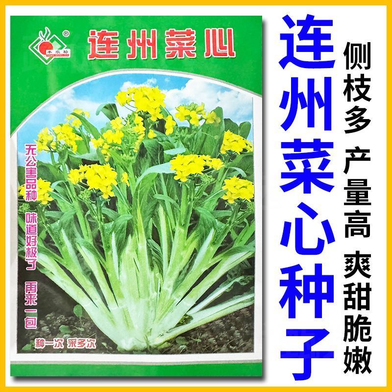 连州菜心种子广东甜菜心种子多芽甜脆白菜苔种子秋冬种植