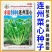 丰裕2000连州菜心种子广东多芽甜菜心种子白菜苔种子