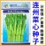 丰裕3号连州菜心种子多东多丫甜菜心种子甜脆白菜苔种子