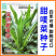 深圳甜麦菜种子上洋唛尖叶甜唛菜种子四季苦麻菜种子