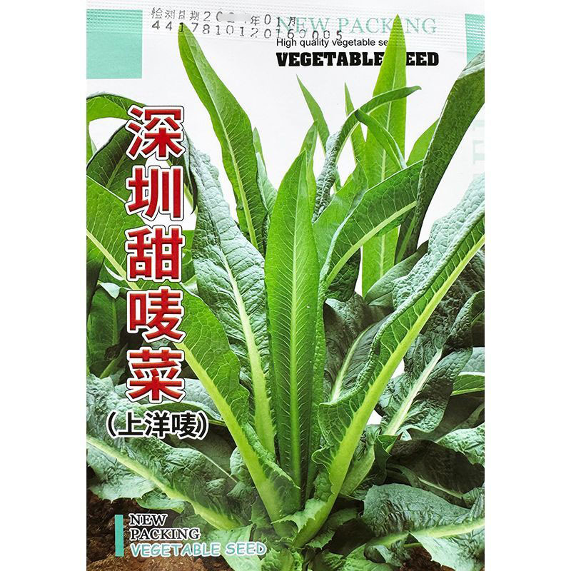 深圳甜麦菜种子上洋唛尖叶甜唛菜种子四季苦麻菜种子