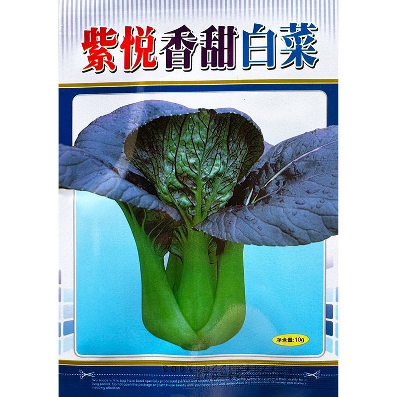 香甜紫白菜种子紫色油菜种子四季小油菜种子