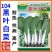 104黑叶白菜种子耐热耐雨水黑叶白菜四季小白菜种子