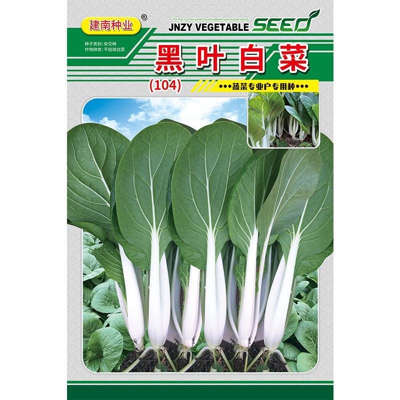 104黑叶白菜种子耐热耐雨水黑叶白菜四季小白菜种子
