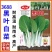 黑叶白菜种子耐热耐湿耐抽苔高产四季小白菜种子