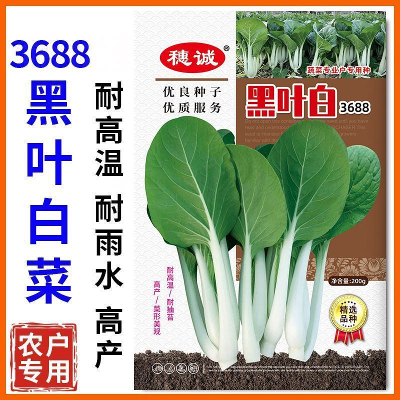 黑叶白菜种子耐热耐湿耐抽苔高产四季小白菜种子