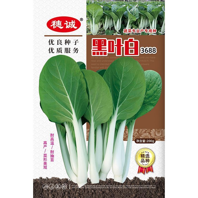 黑叶白菜种子耐热耐湿耐抽苔高产四季小白菜种子