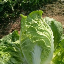 山东菏泽精品黄心白菜大白菜产地直发无烧心价格优惠发市场