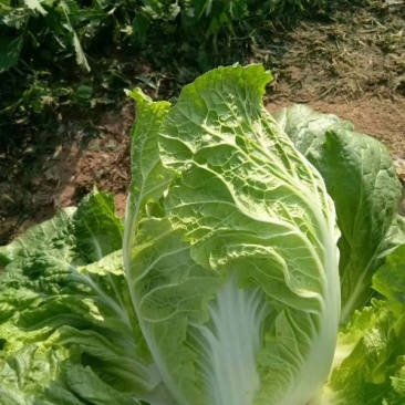 山东菏泽精品黄心白菜大白菜产地直发无烧心价格优惠发市场
