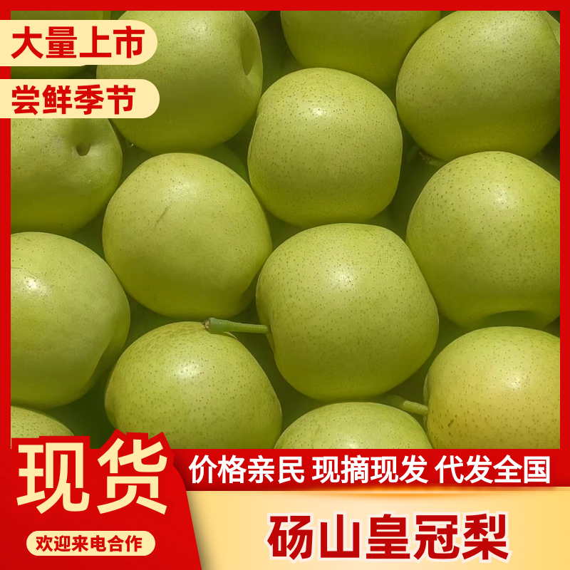 砀山皇冠梨大量现货供应，品质好糖度高价格低，可视频看货