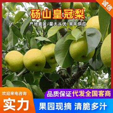 皇冠梨砀山梨一手货源现摘现发规格齐全，对接电商市场批发商