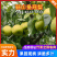 皇冠梨砀山梨一手货源现摘现发规格齐全，对接电商市场批发商