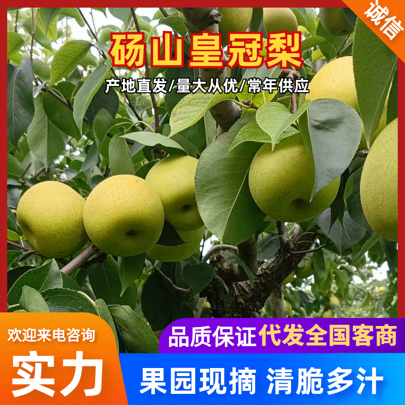 皇冠梨砀山梨一手货源现摘现发规格齐全，对接电商市场批发商