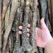 本色肉苁蓉散装现货批发大号专业中药材批发肉苁蓉本色