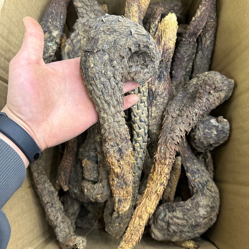 本色肉苁蓉散装现货批发大号专业中药材批发肉苁蓉本色