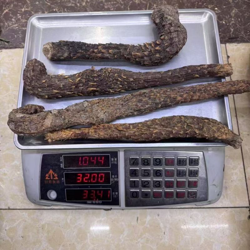 本色肉苁蓉散装现货批发大号专业中药材批发肉苁蓉本色