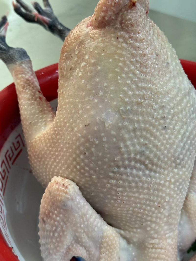 活鸡，生鸡都有，自家养殖吃谷子原生态鸡，自养鸡