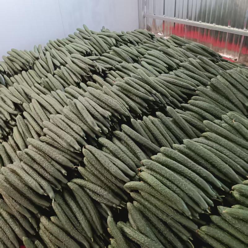 【精品】贵州密刺黄瓜产地直供品质保障欢迎咨询联系