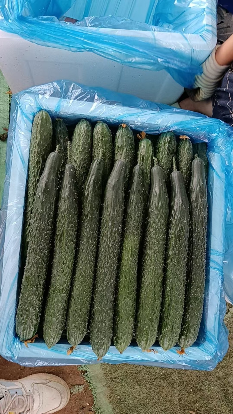 贵州密刺黄瓜大量上市产地直发可发商超/市场/档口