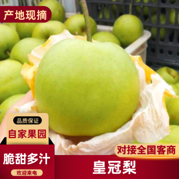 安徽砀山皇冠梨品质保证服务周到产地直发价格美丽