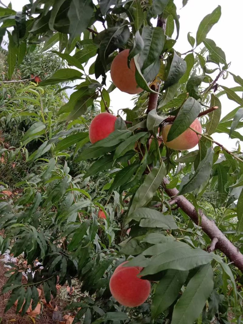 河北北京十四毛桃按需求分拣大小打包装车有纸箱泡沫箱框子接