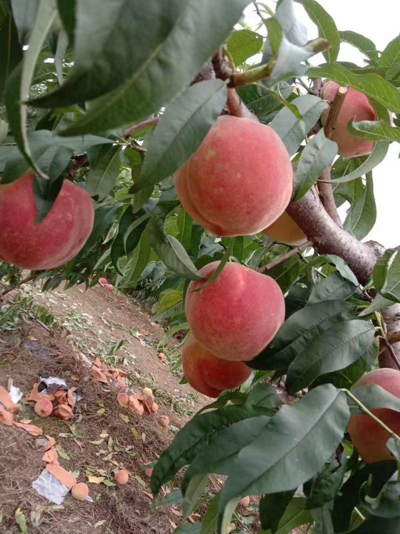 河北北京十四毛桃按需求分拣大小打包装车有纸箱泡沫箱框子接