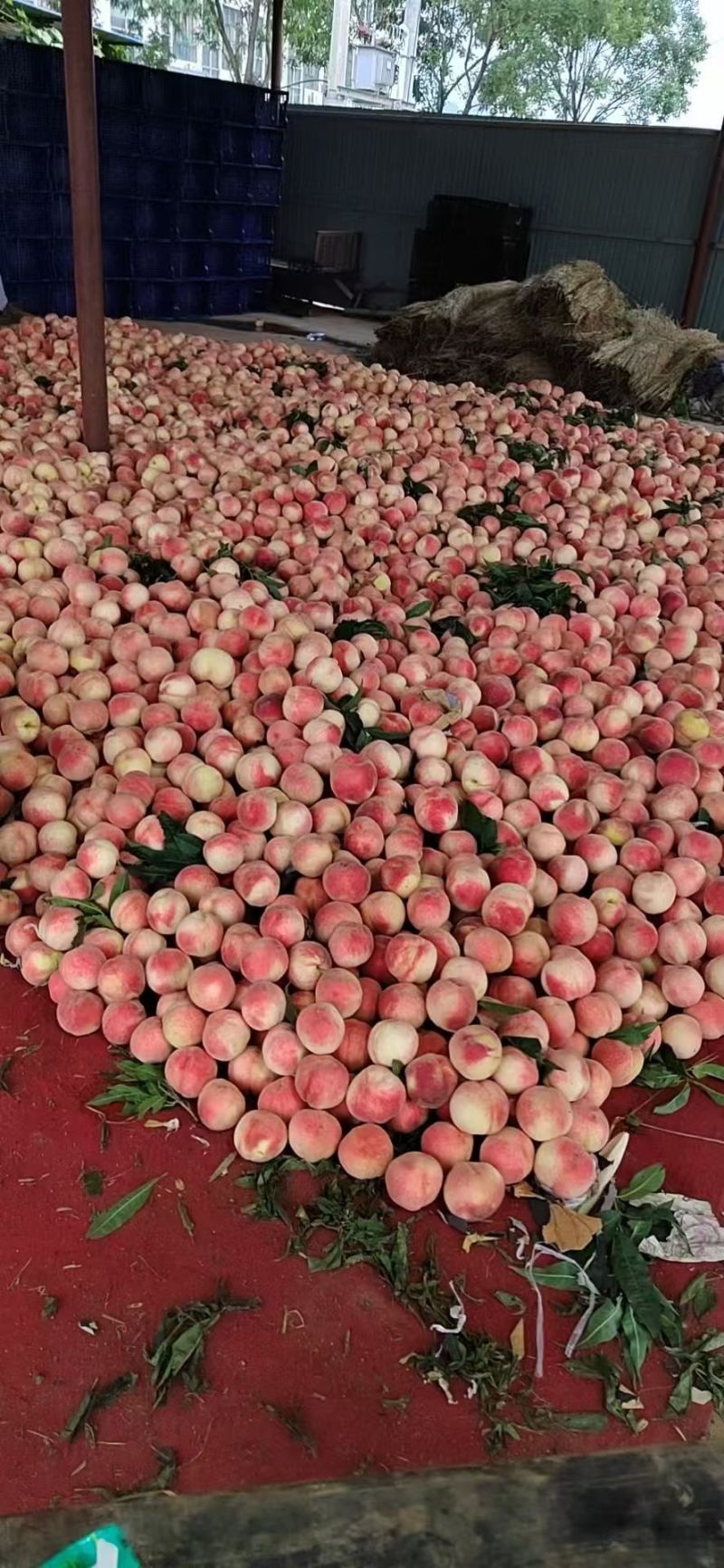 河北北京十四毛桃按需求分拣大小打包装车有纸箱泡沫箱框子接