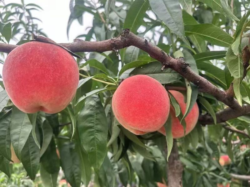 河北北京十四毛桃按需求分拣大小打包装车有纸箱泡沫箱框子接