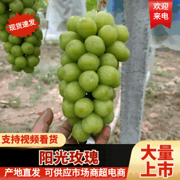 优质阳光玫瑰葡萄产地直供/品质好价格优/对接超市社团