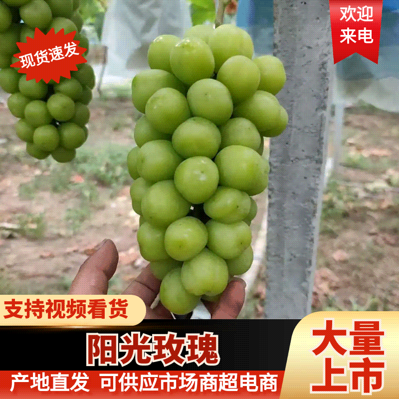 优质阳光玫瑰葡萄产地直供/品质好价格优/对接超市社团