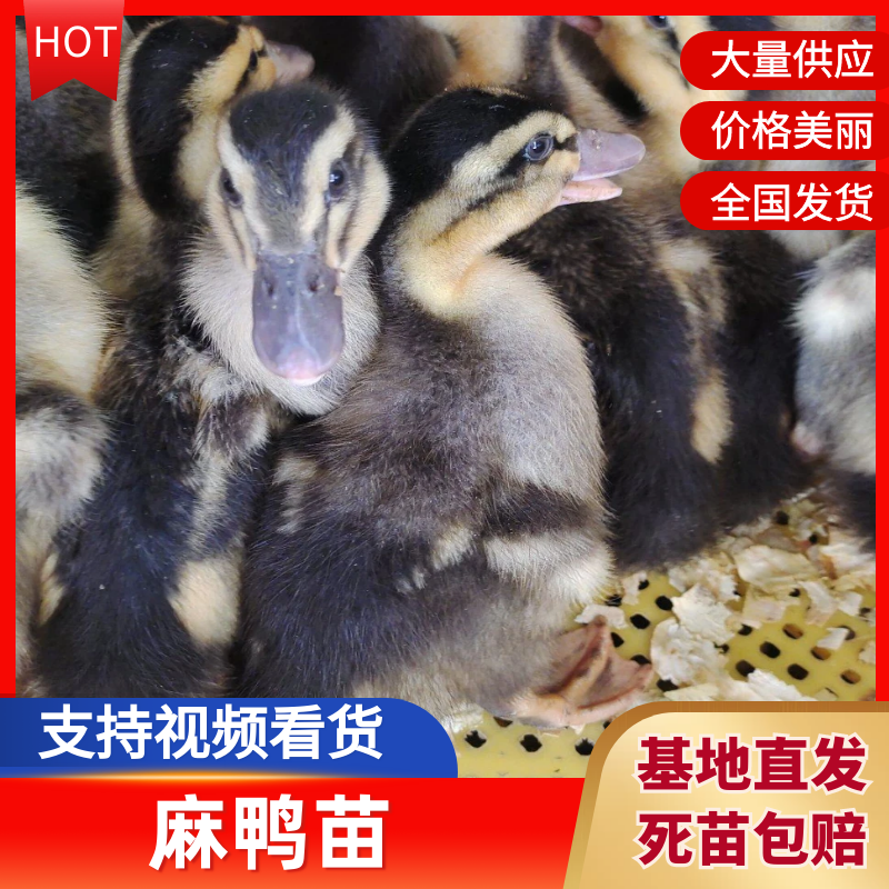 脱温大种麻鸭苗疫苗做好苗健康养殖场直销
