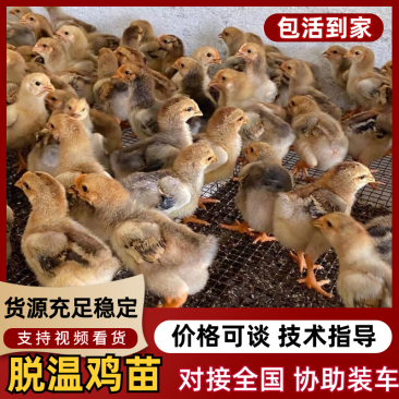 鸡苗脱温大种k九鸡苗品种保证诚信经营