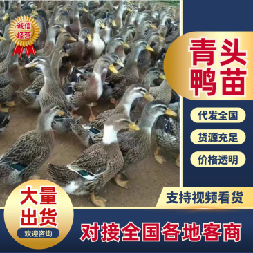 鸭苗大种青鸭苗包疫苗质量保证诚信经营厂家批发