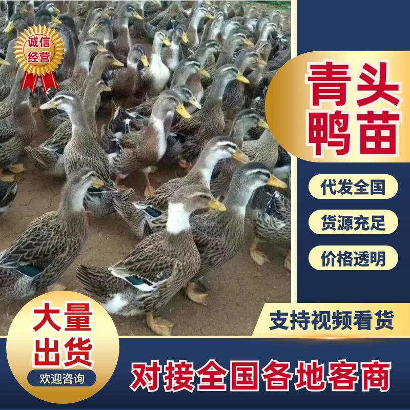 鸭苗大种青鸭苗包疫苗质量保证诚信经营厂家批发