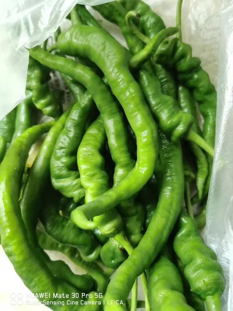 陕西鲜辣椒皱皮椒一手货源对接电商市场商超可视频