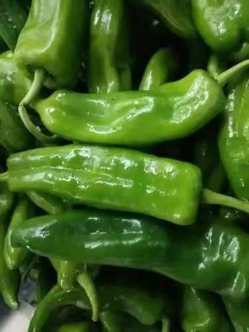陕西鲜辣椒皱皮椒一手货源对接电商市场商超可视频