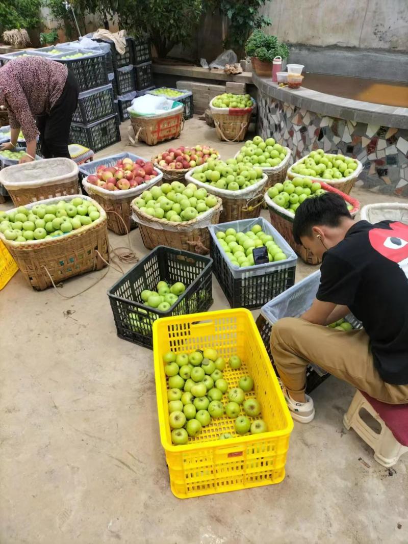 云南青苹果，青香蕉清脆香甜大量上市品质保障